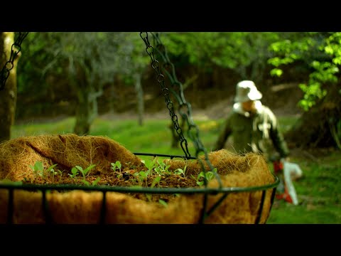 カレーハーブ 植物