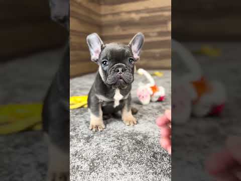 Video 1