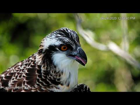 AMAZING Face To Face With An Osprey Fledgling In Savannah, Georgia – June 24, 2020