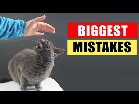 Common Mistakes Cat Owners Make: A Comprehensive Guide