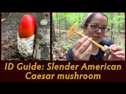 Slender American Caesar mushroom - Amanita jacksonii: ID guide, lookalikes, and culinary tips