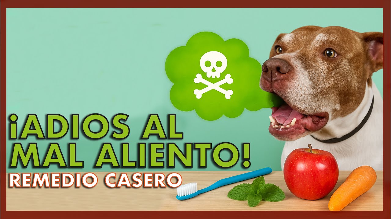 Tip: Como quitar el mal aliento en los perros