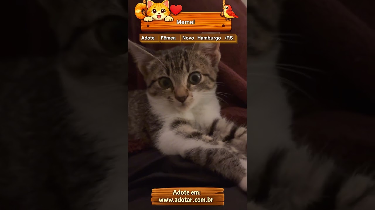 Gato raça Siamês idade Abaixo de 2 meses nome Memel 