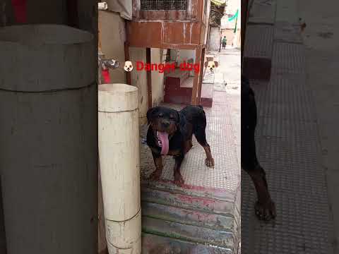 #danger #dog #dairy #ghazipur #ghazipur #danger