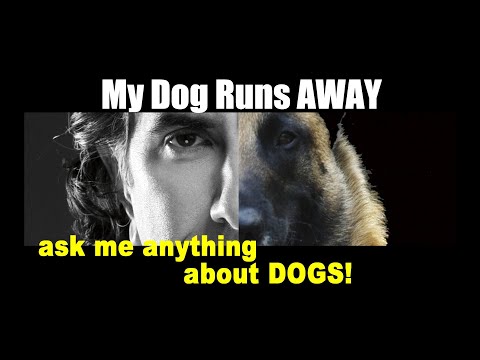 My Dog Runs Away When I Approach - ask me anything - Dog Training Video