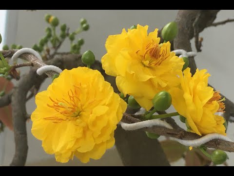 Cách vặt lá mai vàng nụ vừa miền bắc ngày 19-10-2021 al