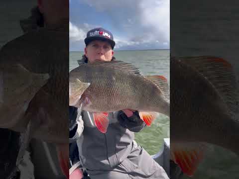 Monster Barsche bei Team Bullseye  #bullseyefishing #barschangeln