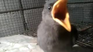 Download lagu Masteran handal .anakan jalak kebo. mp3