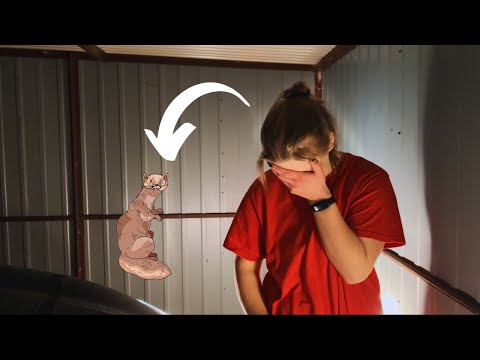 I'M IN TROUBLE... *WATCH OUT FOR THEM*!!! 🦊