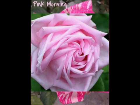 Pink Roses Morning