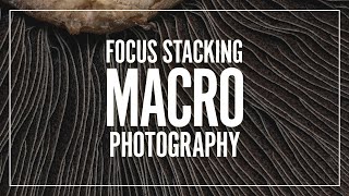 Introduction to Focus Stacking using Helicon Focus