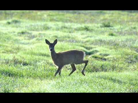 Sarna - Góralska piosenka ludowa - Polish Highlanders' folk song