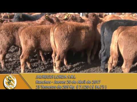 20-04-17 Venta de Machos - Jauregui Lorda S.R.L. - Ranchos