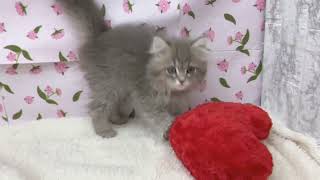 マンチカンの動画01