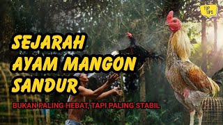 Download lagu Sejarah Ayam Mangon: Mengapa Nama “Sandur” Dianggap Berbeda oleh Penghobi Lama mp3