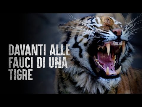 Come Sopravvivere all'Attacco di una Tigre