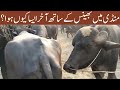 Beautiful Murrah Buffalo Bull With Buffalo Bull With Buffalo In Maweshi Mandi Animals Cart