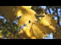 Музыка для души... (Mehdi - Guiding Light) 