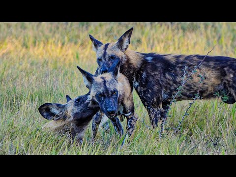 The Incredible Power of a Pack of Wild Dogs | Our World