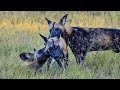 The Incredible Power Of A Pack Of Wild Dogs Our World