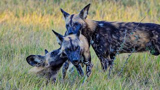 The Incredible Power of a Pack of Wild Dogs | Our World