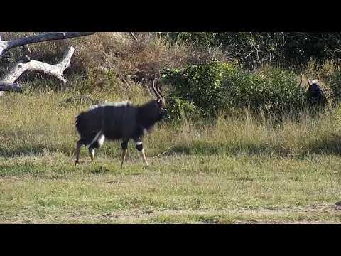 Djuma: Two Nyala bulls doing 'dominance dance' display - 15:30 - 05/07/21