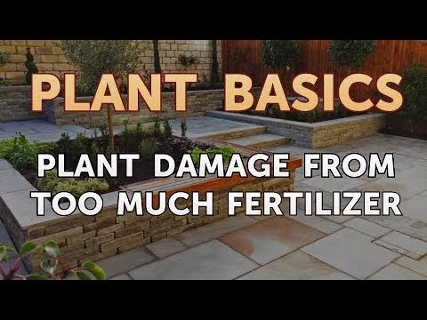 How to Dry an Overwatered Plant