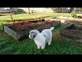Newfypoo dogs for sale: Isabella - Video 3