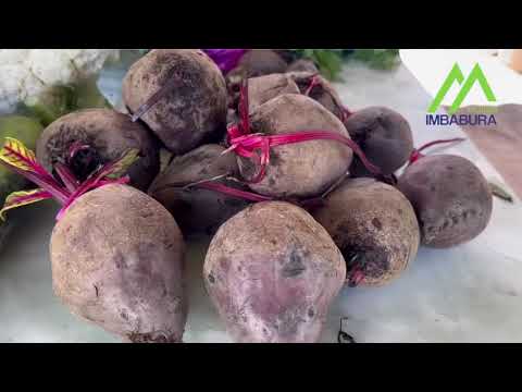 Feria Agroecológica en Otavalo