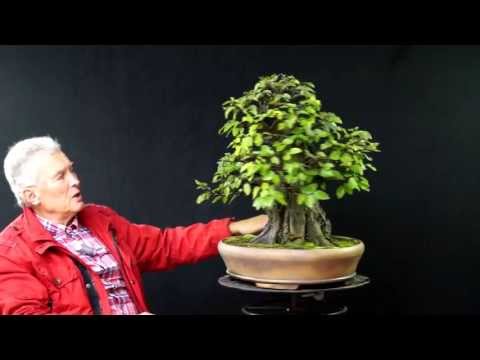 INTERNATIONAL BONSAI ACADEMY with Walter Pall 2013 - Case Study 3/Carpinus "MRCL"