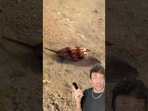 The cone snail is the most dangerous snail in the world