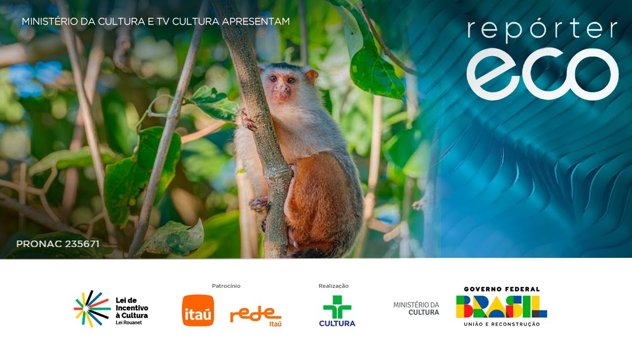 ECO REPORTER | BE CAREFUL WITH ANIMALS IN THE HIGH FOREST AND SUMMER RAIN | 12/22/2024