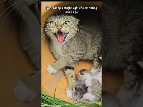 No one could handle this aggressive cat until a loving man stepped in.