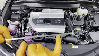 2019-2024 Lexus UX250h Hybrid All Underhood Fluid Levels Inspection And Top Up Instructions