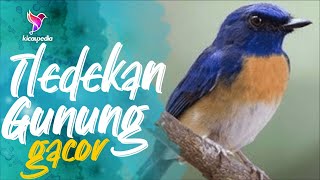 Download lagu Tledekan Gunung Gacor Ngerol Bisa Untuk Masteran Atau Pancingan Emosi Burung Fighter mp3