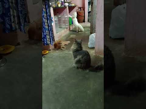 Diya, Fahmi and Farah...🥰😘🥰🥰#cat #cuteecats #catlover #catcute #youtubeshorts #trending #funny