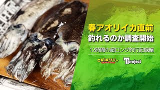 【コウイカ】アオリイカを探してたけど結果コウイカになった12時間