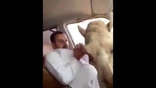 ARAB GUY FEEDING A CAMEL #comedy #shorts #shortsfeed #youtubeshorts #comedyvideo #shortsvideo #life