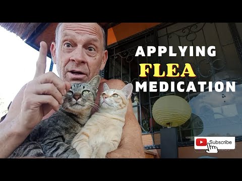 How To Apply Flea/Tick Medication | Cat Care Instructions, Cat Care Flea And Tick Medication