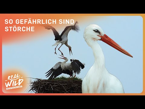 Der harte Überlebenskampf der Störche | Tier Doku