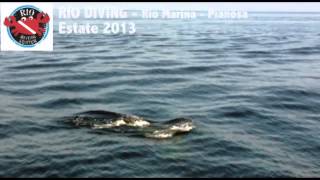 preview picture of video 'Rio Diving Elba Delfini Pianosa'