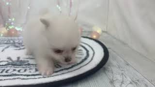 ハーフ犬の動画01