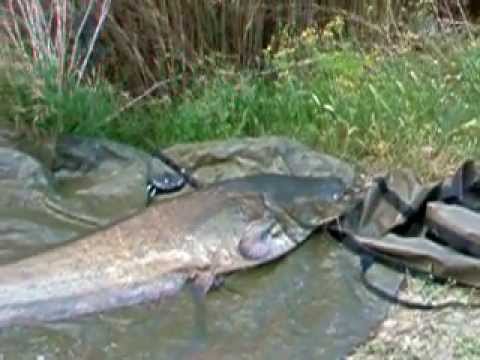 EbroXperience-179lb Catfish,River Ebro, Riba Roja, Spain. Pt.2