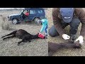 Veterinar Je Oslobodio Konja Vezanog Lancima Nije Imao Pojma Da će Dobiti Zahvalu života