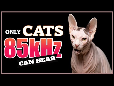 Sound Only Cats Can Hear | High Pitch Frequency