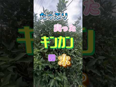 果樹の成長を促進するにはどうすればよいですか?何をするか？  庭園