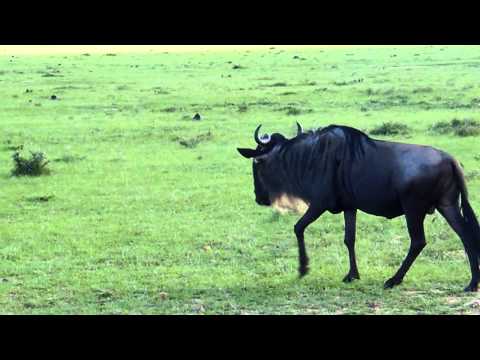 Kenya Safari  Gnu