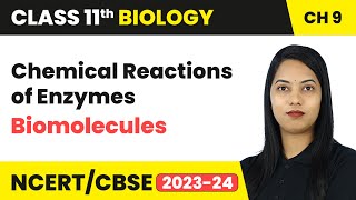 Chemical Reactions of Enzymes - Biomolecules | Class 11 Biology Chapter 9 | CBSE 2024-25