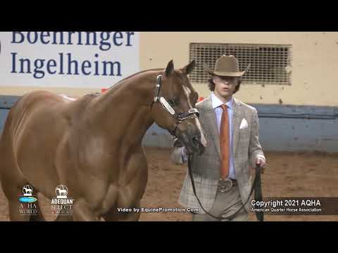 2021 AQHA Amateur Performance Halter Geldings