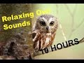 Best Owl Sounds In The Forest 10 HOURS LONG Best Relaxing Owl Sounds